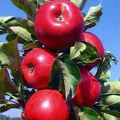 Колонновидные яблони в Алматы